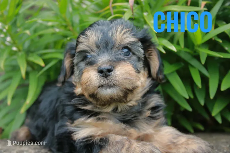 Chico – Yorkshire Terrier, Poodle - Miniature  puppy for sale in Catlett, VA
