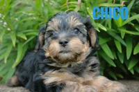Chico, a male Yorkshire Terrier and Poodle - Miniature  for sale in Catlett, VA – 1 of 2