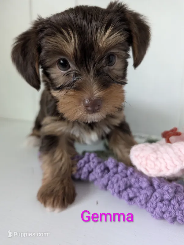 Gemma – Yorkshire Terrier puppy for sale in Catlett, VA