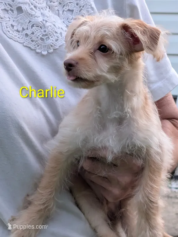 Charlie – Yorkipoo puppy for sale in Catlett, VA