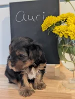 Auri, a male Yorkshire Terrier for sale in Catlett, VA – 2 of 2
