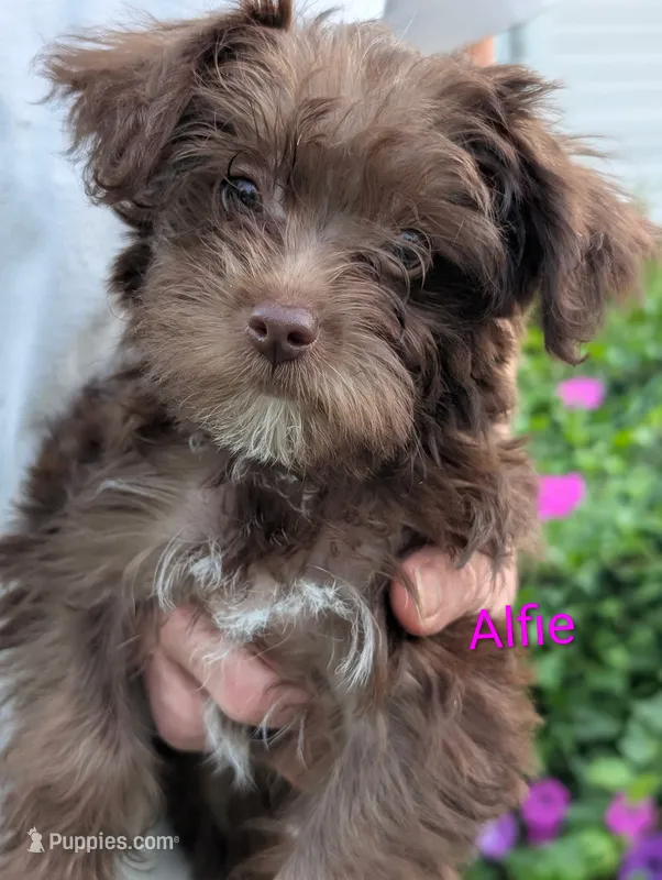 Alfy – Yorkipoo puppy for sale in Catlett, VA