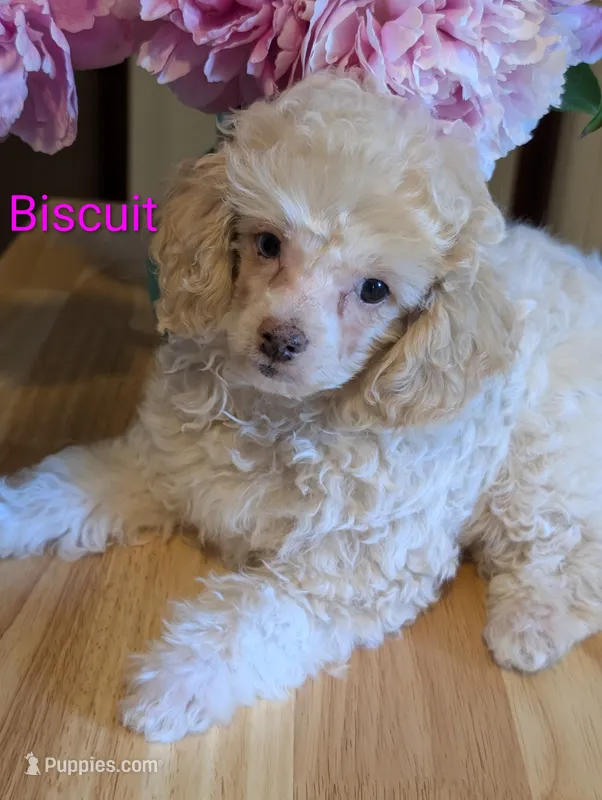 Biscuit – Poodle - Miniature  puppy for sale in Catlett, VA