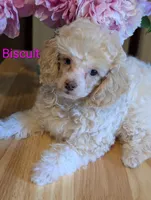 Biscuit, a female Poodle - Miniature  for sale in Catlett, VA – 1 of 2