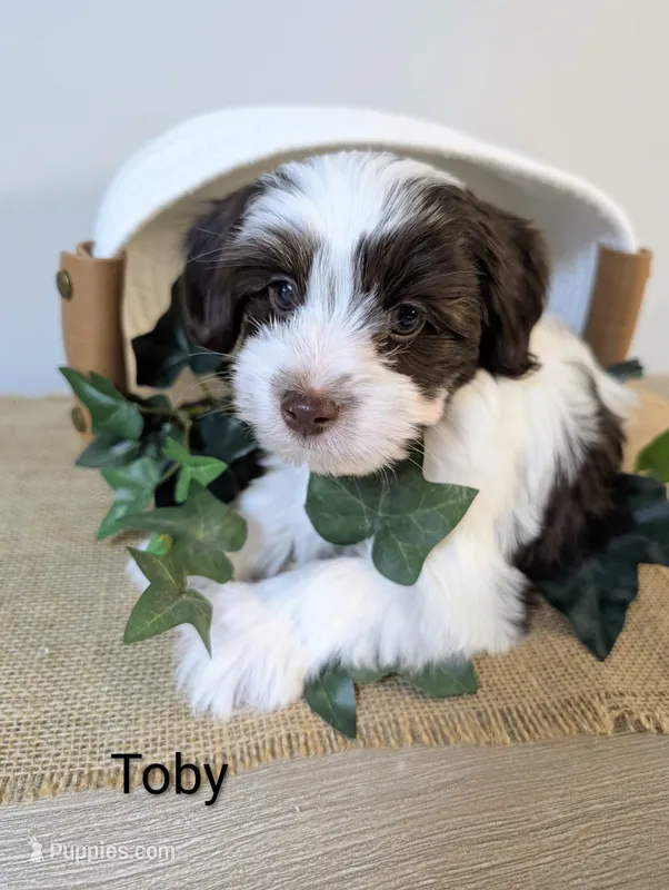 Toby, a male Yorkipoo and Yorkshire Terrier for sale in Catlett, VA – Photo 1 of 1
