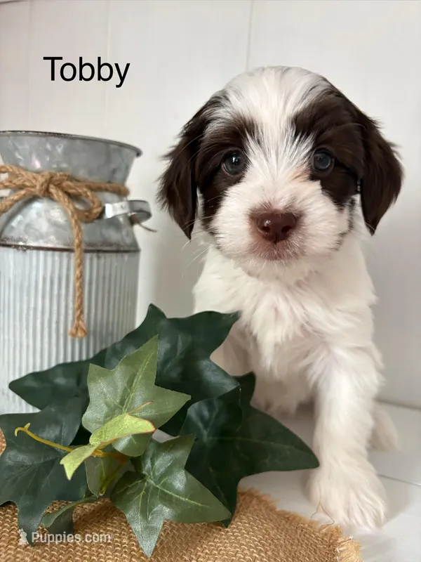 Tobby – Yorkshire Terrier, Poodle - Miniature  puppy for sale in Catlett, VA