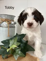 Tobby, a male Yorkshire Terrier and Poodle - Miniature  for sale in Catlett, VA – Photo 1 of 2