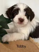 Tobby, a male Yorkshire Terrier and Poodle - Miniature  for sale in Catlett, VA – Photo 2 of 2
