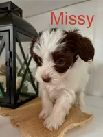 Missy, a female Yorkshire Terrier and Poodle - Miniature  for sale in Catlett, VA – Photo 2 of 2