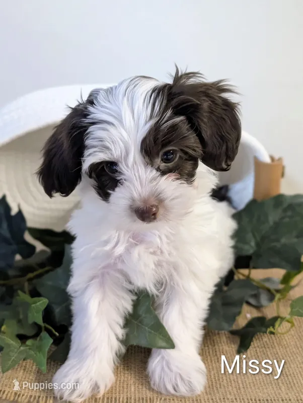 Missy – Yorkipoo, Yorkshire Terrier puppy for sale in Catlett, VA