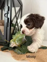 Missy, a female Yorkshire Terrier and Poodle - Miniature  for sale in Catlett, VA – Photo 1 of 2