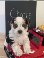Chris, a male Yorkshire Terrier for sale in Catlett, VA – 2 of 2