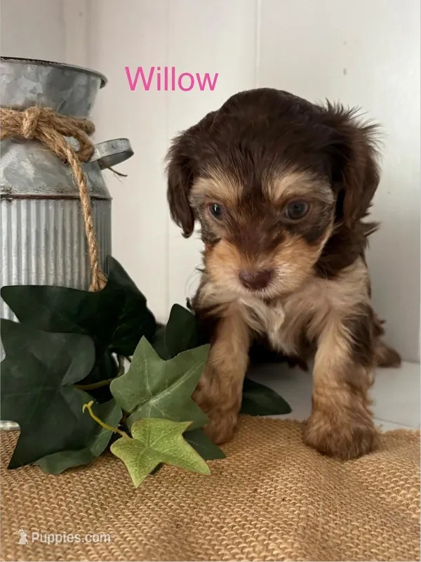 Willow – Yorkshire Terrier, Poodle - Miniature  puppy for sale in Catlett, VA