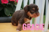 Gracie, a female Yorkshire Terrier for sale in Catlett, VA – 2 of 2