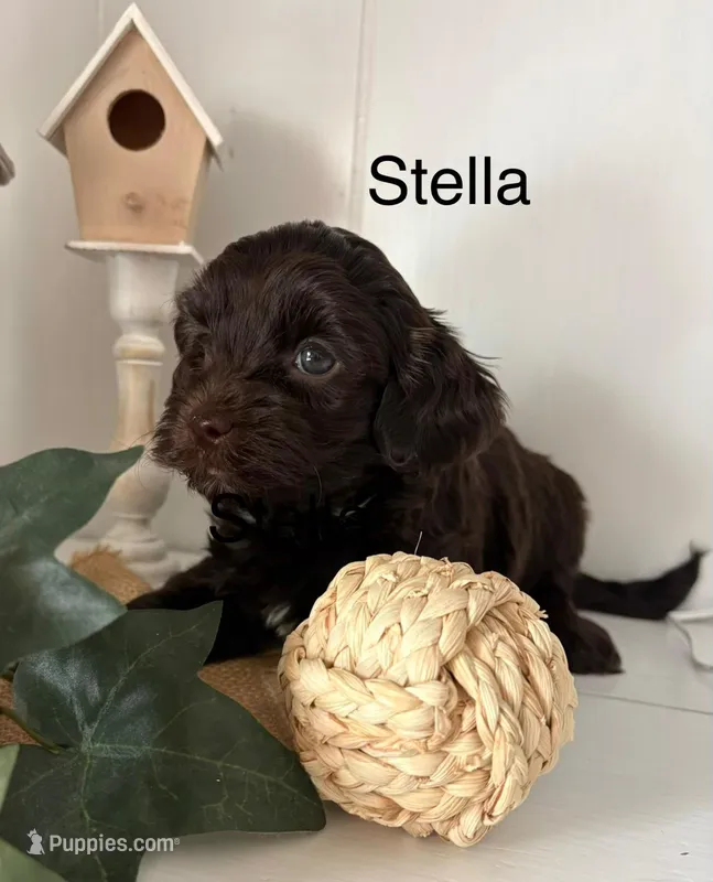 Stella – Yorkshire Terrier, Poodle - Miniature  puppy for sale in Catlett, VA