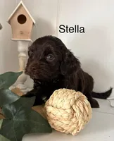 Stella, a female Yorkshire Terrier and Poodle - Miniature  for sale in Catlett, VA – Photo 1 of 2