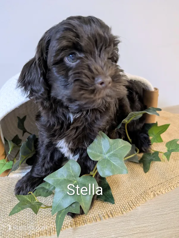 Stella – Yorkipoo, Yorkshire Terrier puppy for sale in Catlett, VA
