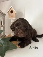 Stella, a female Yorkshire Terrier and Poodle - Miniature  for sale in Catlett, VA – Photo 2 of 2