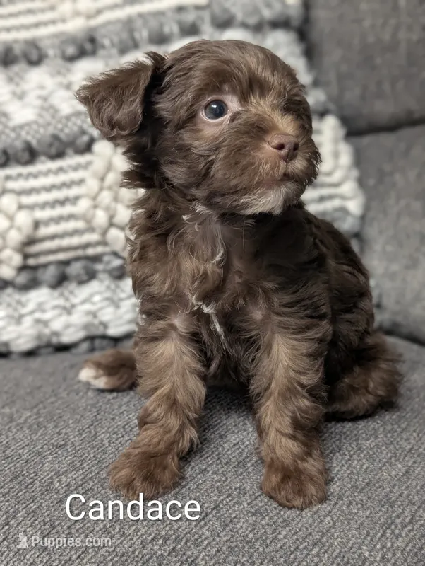 Candace – Yorkipoo puppy for sale in Catlett, VA