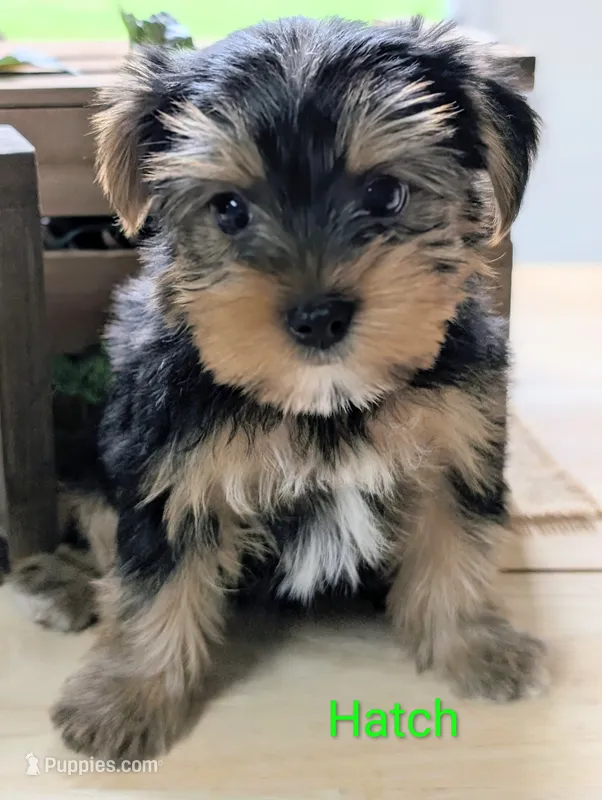 Hatch – Yorkshire Terrier puppy for sale in Catlett, VA