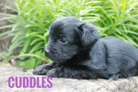 Cuddles, a male Yorkshire Terrier and Poodle - Miniature  for sale in Catlett, VA – 1 of 2