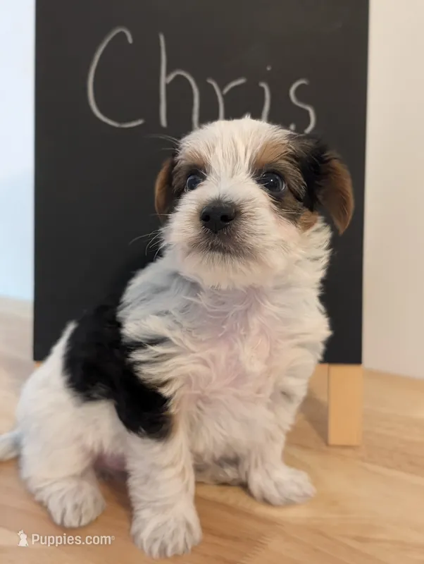 Chris – Yorkshire Terrier puppy for sale in Catlett, VA