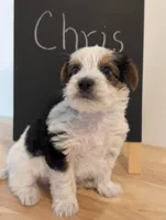 Chris, a male Yorkshire Terrier for sale in Catlett, VA – 1 of 2