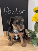 Paxton, a male Yorkshire Terrier for sale in Catlett, VA – 1 of 2