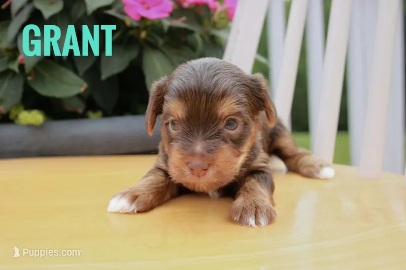 Grant – Yorkshire Terrier puppy for sale in Catlett, VA