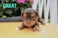 Grant, a male Yorkshire Terrier for sale in Catlett, VA – 1 of 2