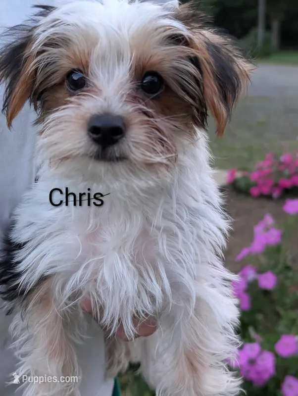 Chris – Yorkshire Terrier puppy for sale in Catlett, VA