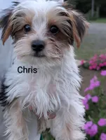 Chris, a male Yorkshire Terrier for sale in Catlett, VA – 1 of 1