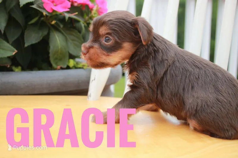 Gracie – Yorkshire Terrier puppy for sale in Catlett, VA