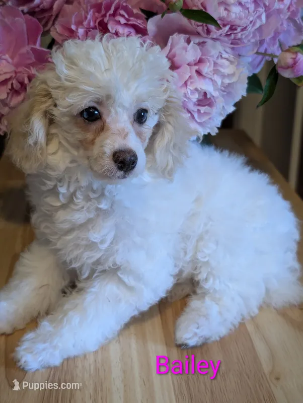 Bailey – Poodle - Miniature  puppy for sale in Catlett, VA