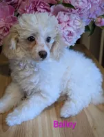 Bailey, a female Poodle - Miniature  for sale in Catlett, VA – 1 of 2
