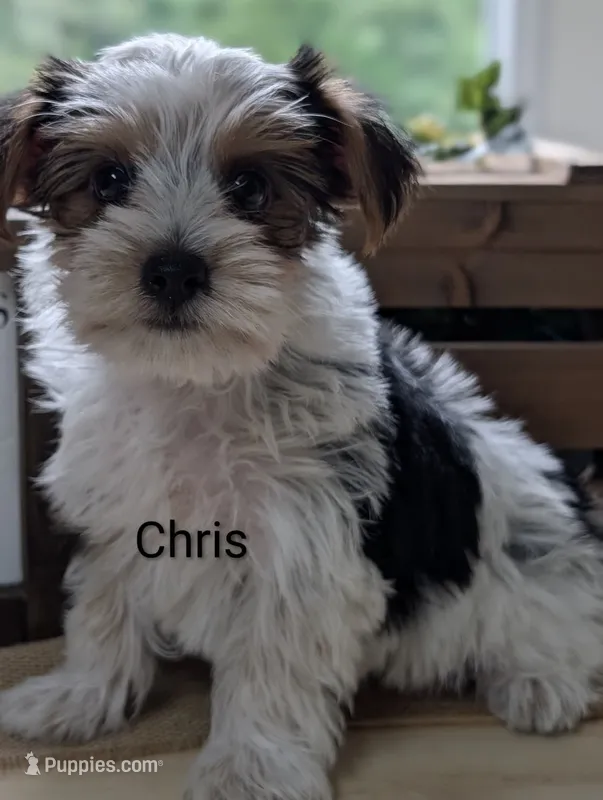 Chris – Yorkshire Terrier puppy for sale in Catlett, VA