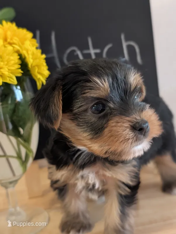 Hatch – Yorkshire Terrier puppy for sale in Catlett, VA
