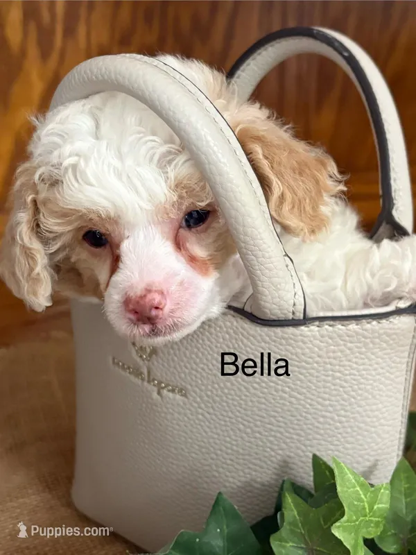 Bella – Poodle - Miniature  puppy for sale in Catlett, VA