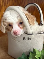 Bella, a female Poodle - Miniature  for sale in Catlett, VA – Photo 1 of 2