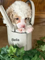 Bella, a female Poodle - Miniature  for sale in Catlett, VA – Photo 2 of 2