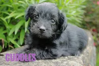 Cuddles, a male Yorkshire Terrier and Poodle - Miniature  for sale in Catlett, VA – 2 of 2