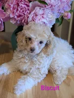 Biscuit, a female Poodle - Miniature  for sale in Catlett, VA – 2 of 2