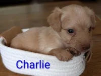 Charlie, a male Yorkipoo for sale in Catlett, VA – 2 of 2