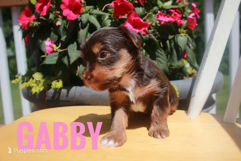 Gabby – Yorkshire Terrier puppy for sale in Catlett, VA