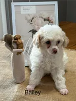 Bailey, a female Poodle - Miniature  for sale in Catlett, VA – Photo 2 of 3