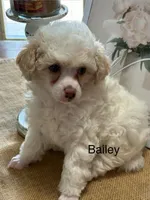 Bailey, a female Poodle - Miniature  for sale in Catlett, VA – Photo 3 of 3