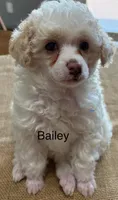 Bailey, a female Poodle - Miniature  for sale in Catlett, VA – Photo 1 of 3