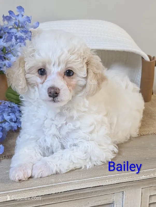 Bailey – Poodle - Miniature  puppy for sale in Catlett, VA
