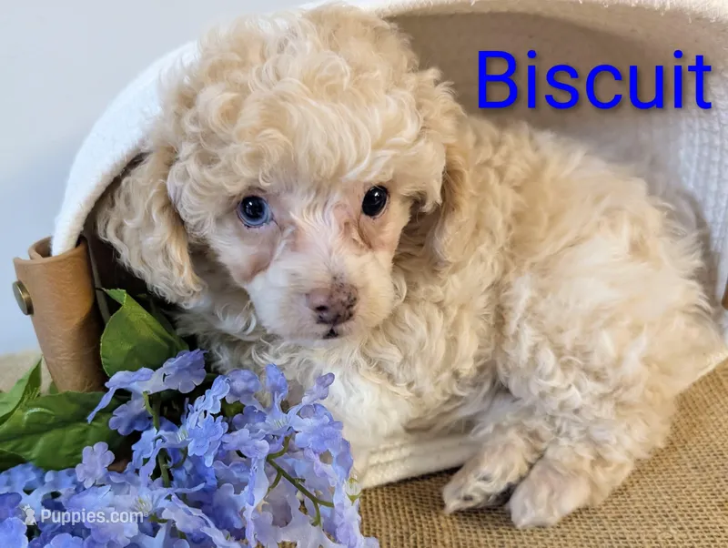 Biscuit – Poodle - Miniature  puppy for sale in Catlett, VA
