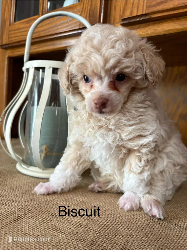 Biscuit – Poodle - Miniature  puppy for sale in Catlett, VA